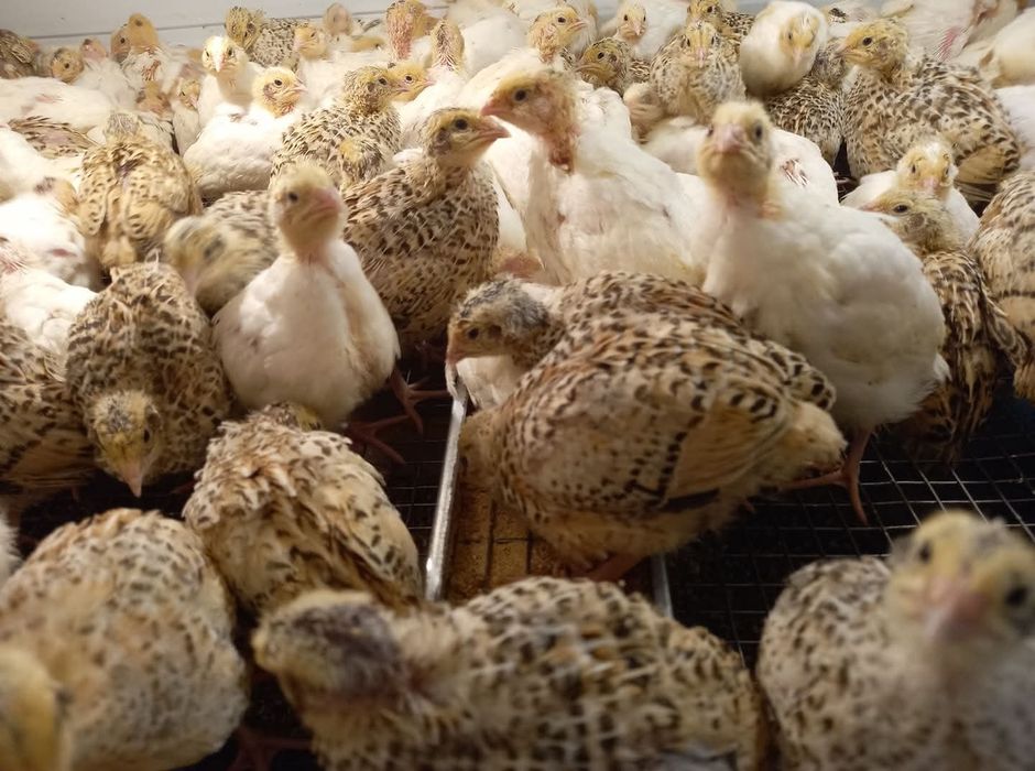 Prepelițe și  peruși