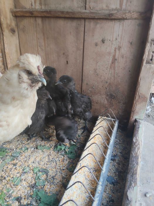 Schimb pui ayam cemani cu brahma hd