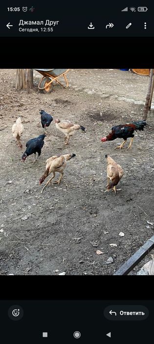 Продам даканов хороших кровей