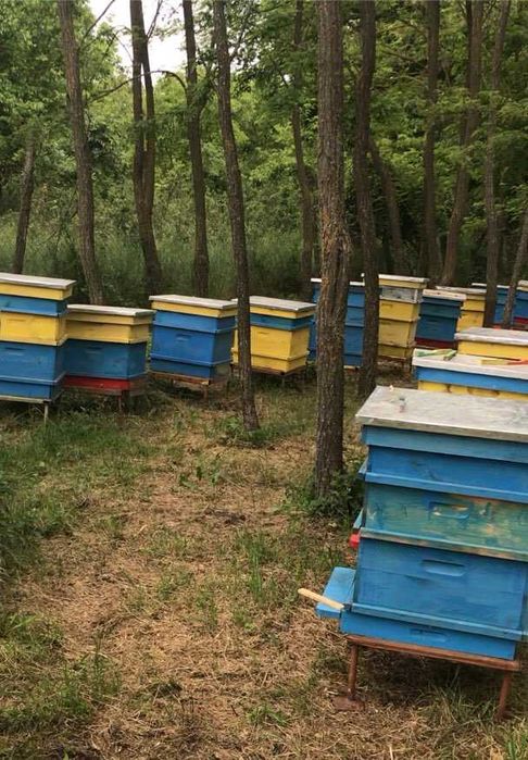 Горски натурален пчелен мед Липа и Букет