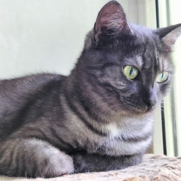 Молодой котик кастрат
