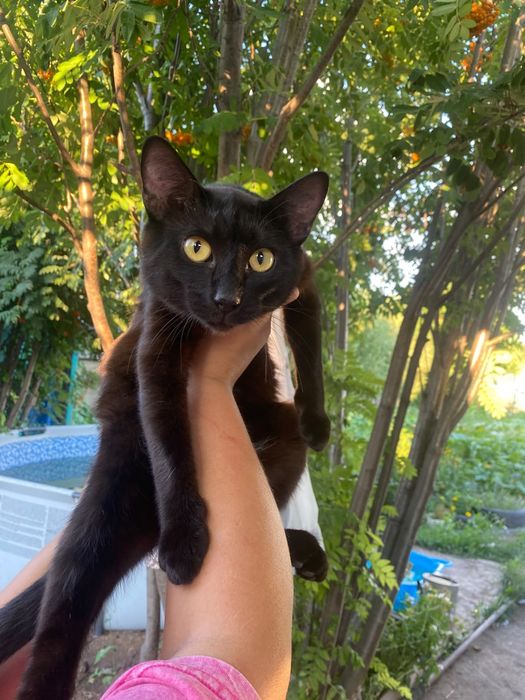 Срочно ищем дом котику