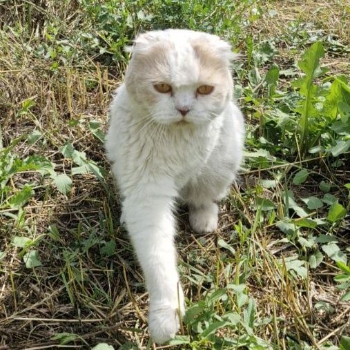 Пропал кот в Сарканде