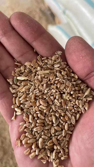 Отруби сечка  отруби