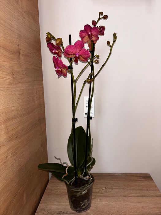 Фаленопсис орхидеи