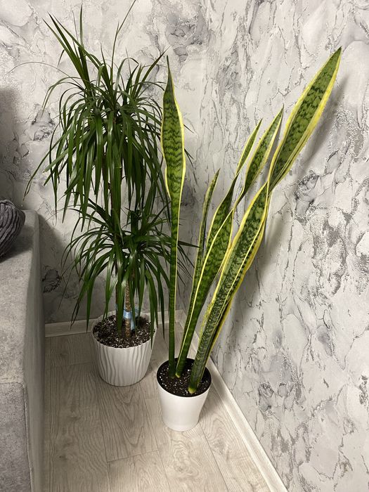 сансевиерия трехполостная