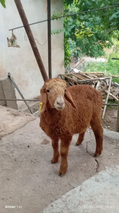 Quchqorcha sotilad