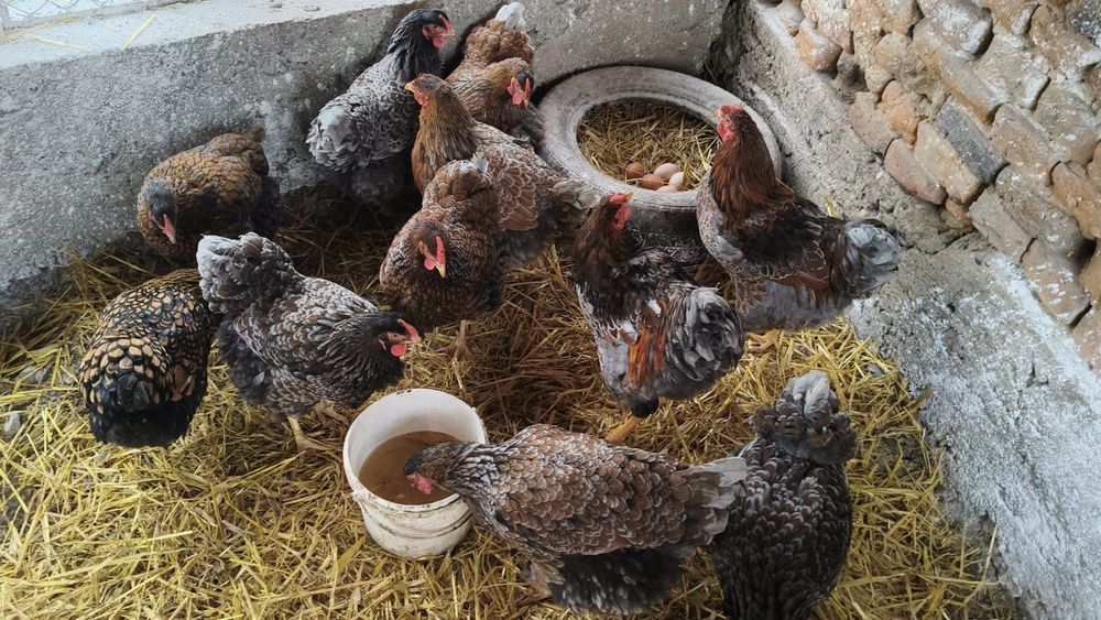 Wyandotte auriu albastru