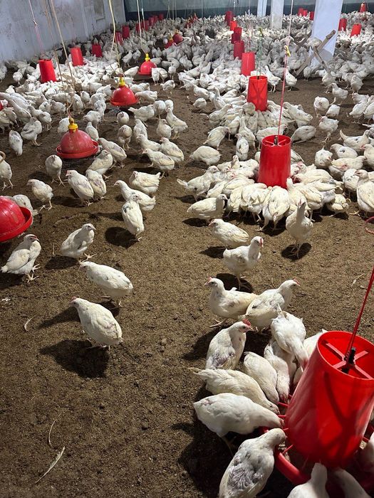 Mol bozori va qoshimcha ferma va tovuqxonalar bir joyda sotiladi.