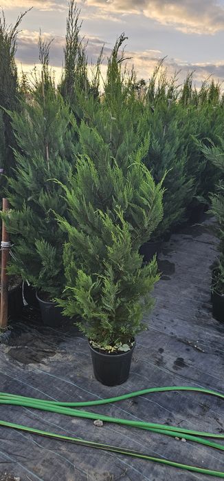 Cupressocyparis leylandii ( gard viu)
