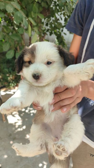 Самарканд.  Щенок.Девочка