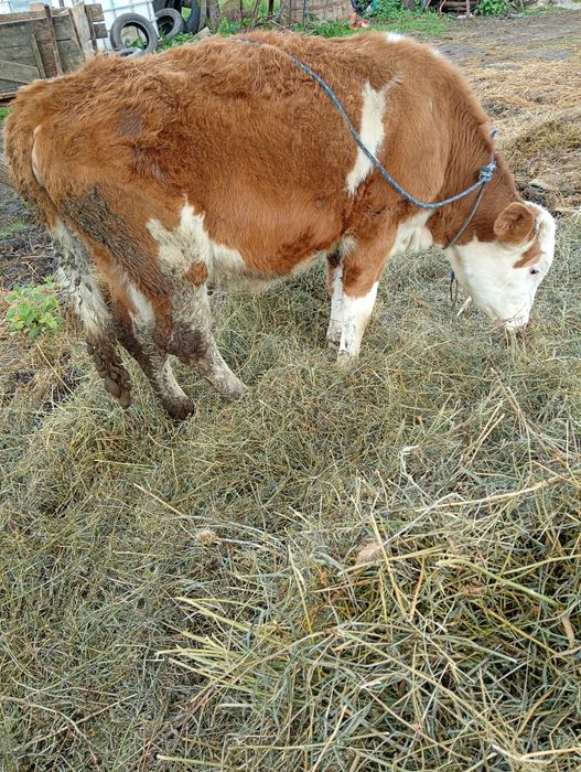 Vând 2 vitele intarcate