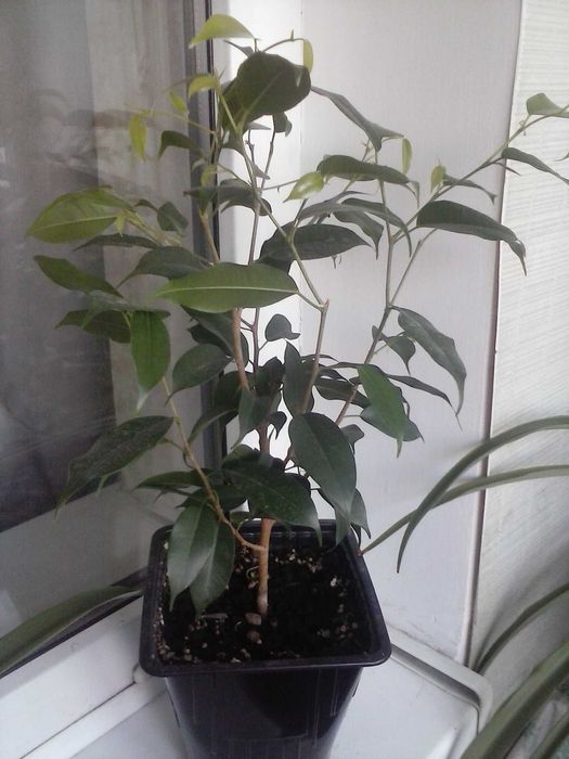 Фикус Бенджамина