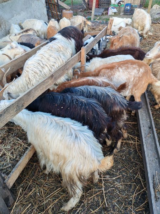 Vând 60 de capre și 3 țapi