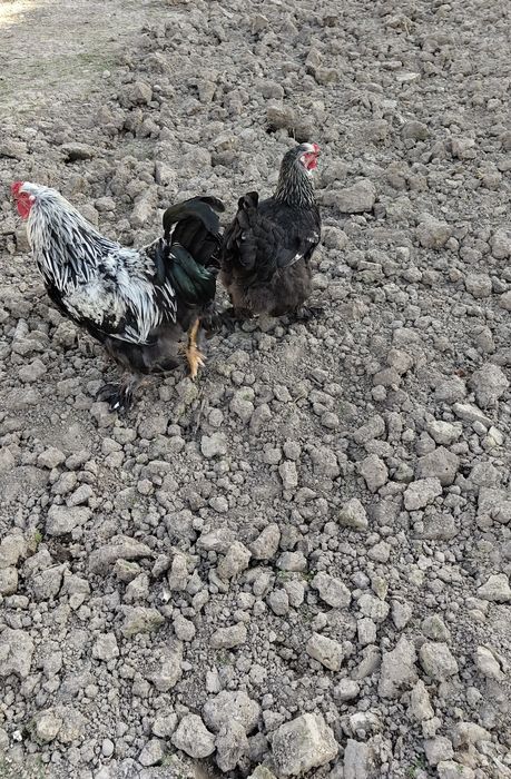 Брама инкубацион тухумлари