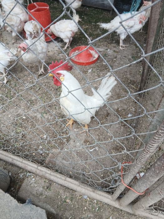 Oua pt incubat Leghorn alb și Issa Brawn