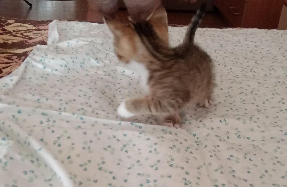 Отдам котят в добрые руки