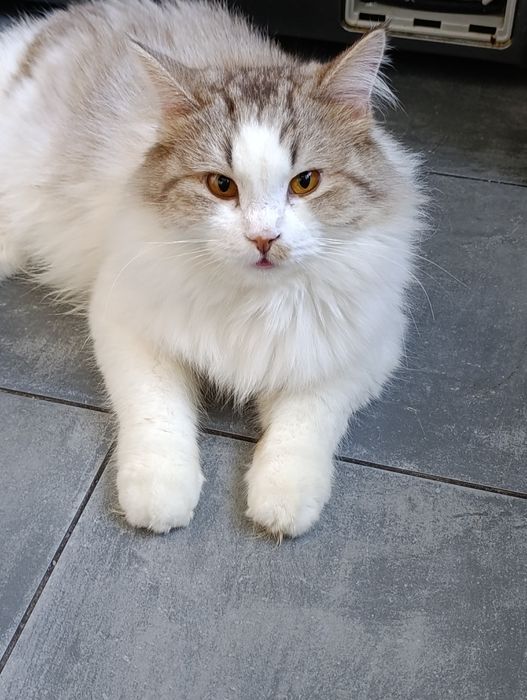 Маркиз ищет надёжных усыновителей.