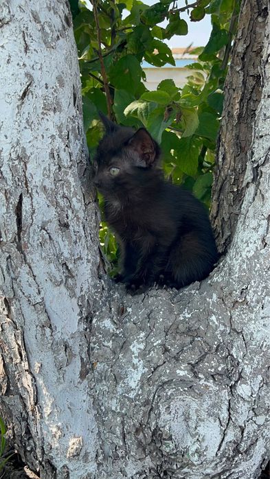 Котенок в добрые руки