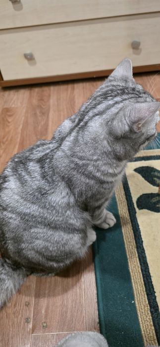 Котёнок британский 9 месяцев