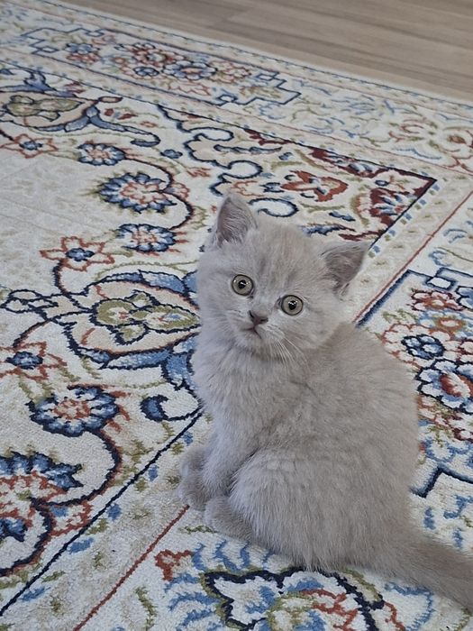 Британкие котята