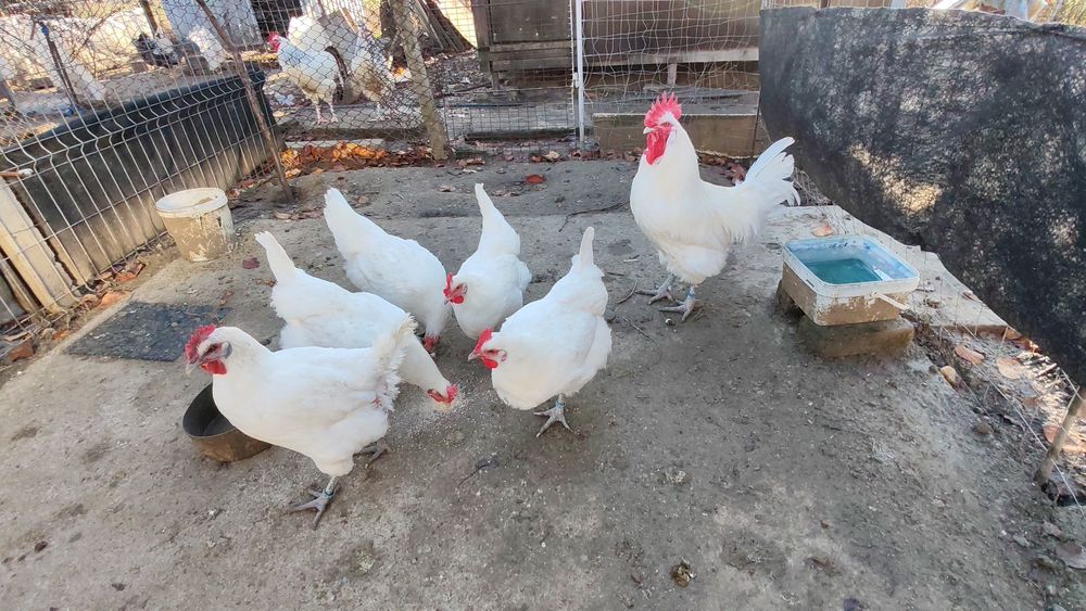 Familie La Bresse si cocoși