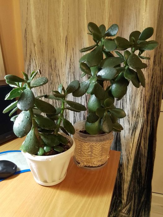 Денежное дерево ( крассула)