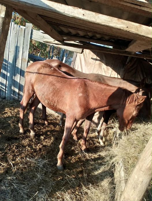 продам срочно лошадей