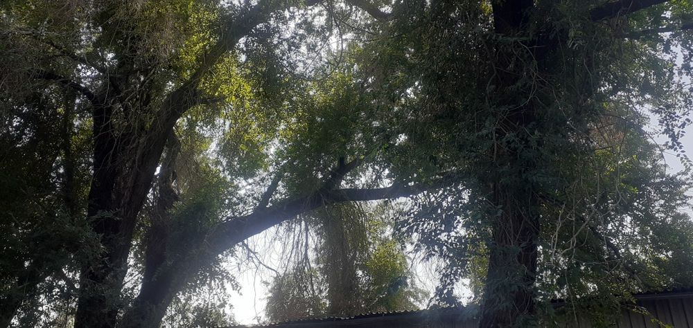 Натуральный древесный сок