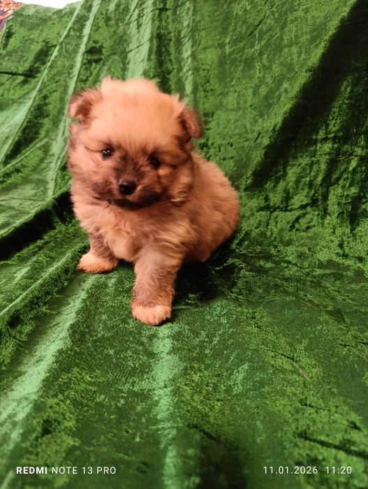 Щенок шпиц померанский мальчик