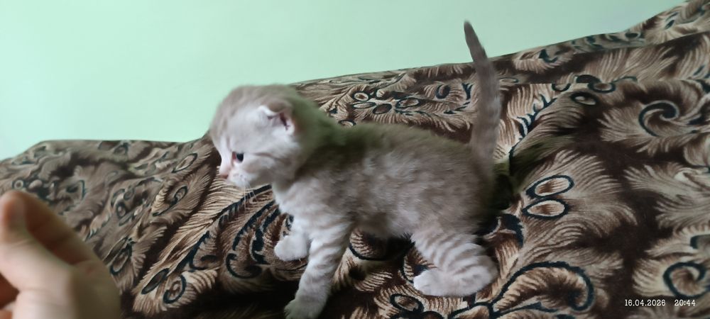 Британские котята