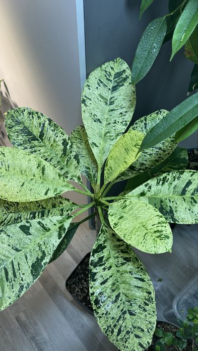 Продажа комнатных растений