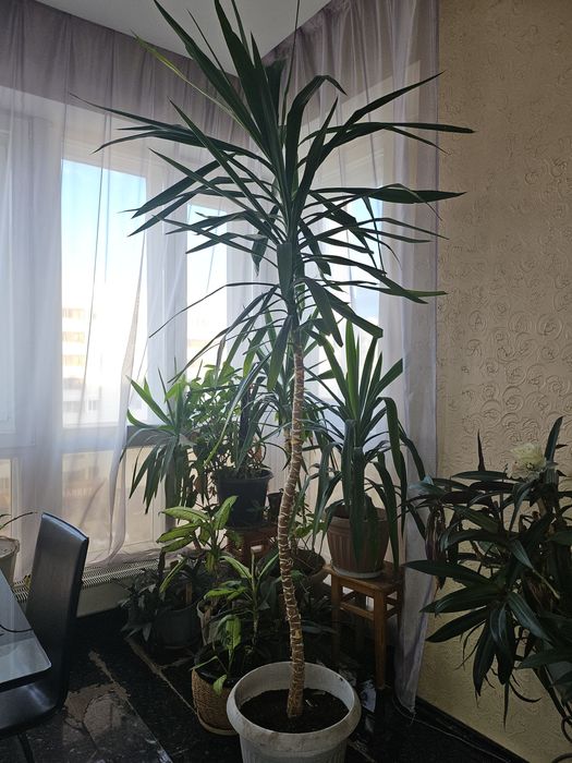 Комнатные растения