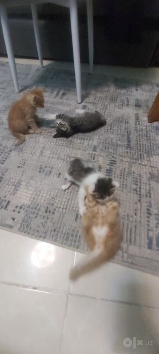 Бесплатно Котёнки, мушук болалари бепул