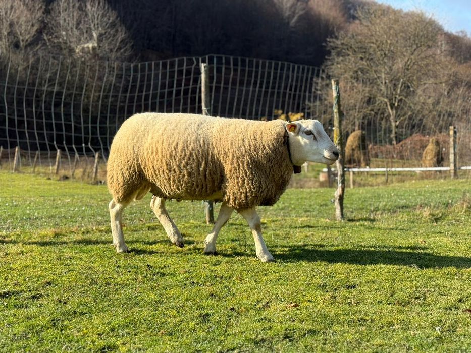 Vând berbec rasa texel original de un an jumate
