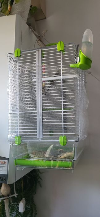 Vand colivie mare + pui perus mascul