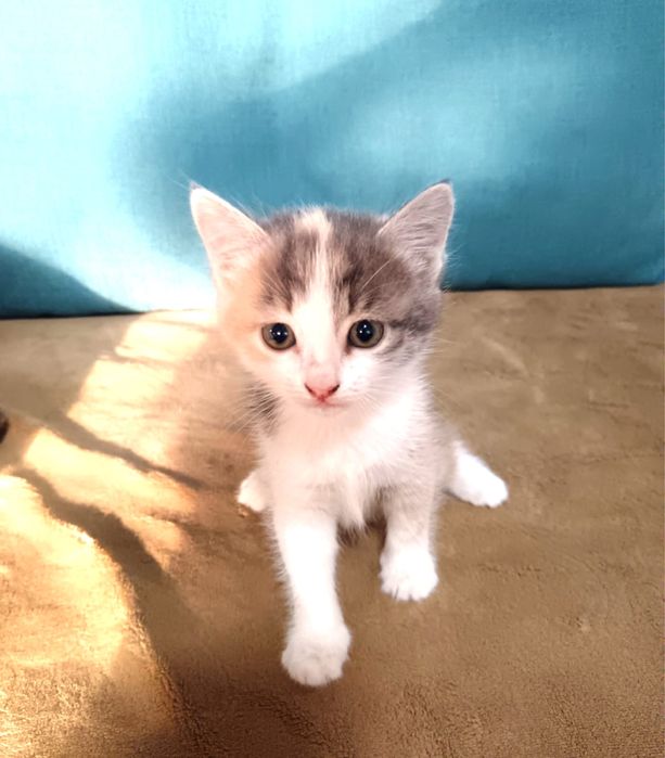 Срочно отдам котят