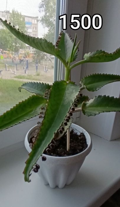 Каланхоэ лечебный