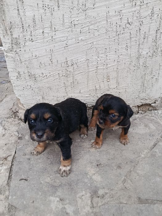 Продам щенки спаниели