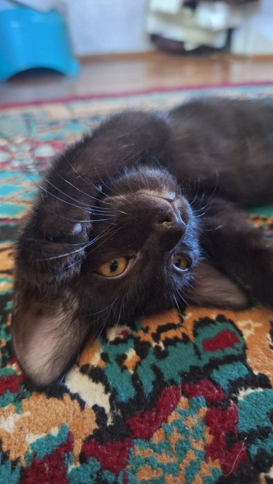 Mushuk bolalari beriladi