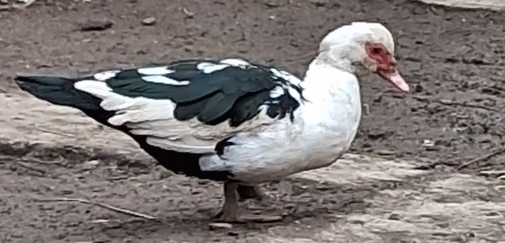 Rate mute de vânzare