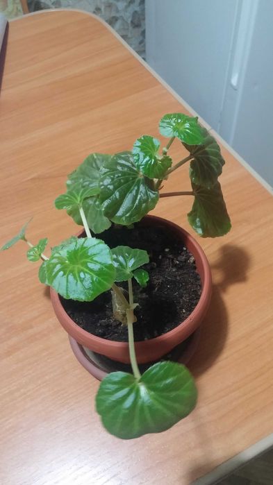 Бегония комнатная