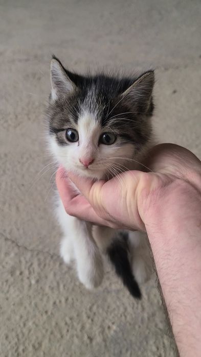 Mushuk tekinga beriladi