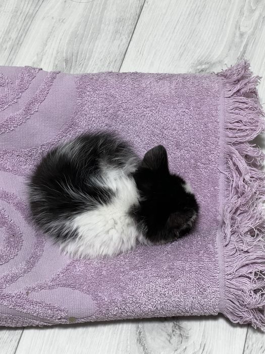 Котенок ищет дом