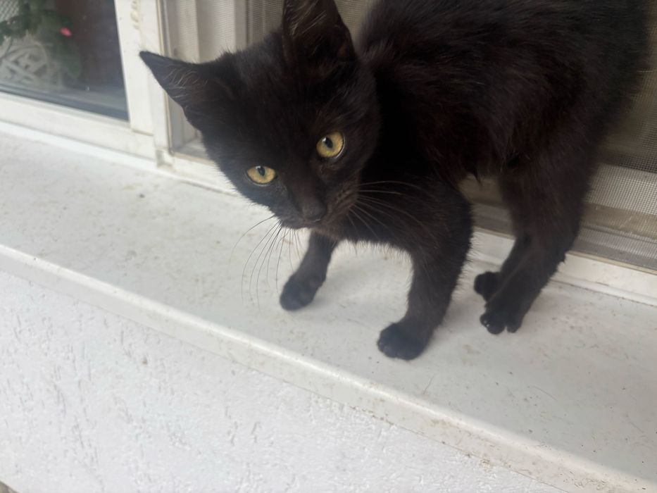 Motănel negru caută o familie iubitoare