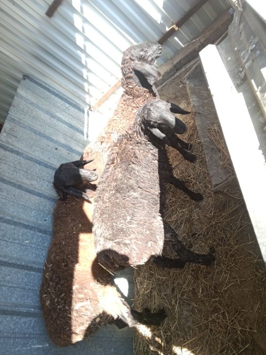 Продаются бараны