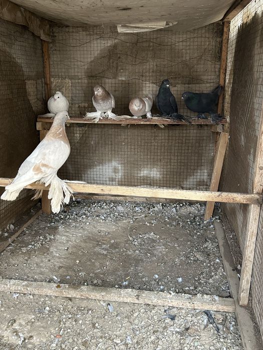 Кептерлер сатылады