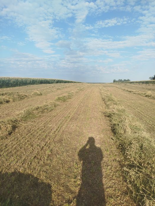 Baloți de lucernă