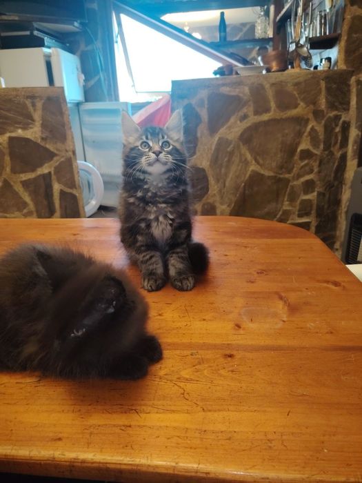 Мейн кун, Мейн куун, мъжки и женски котенца.