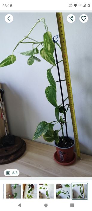 plantă curgătoare Epipremnum Bicolor Njoy, 1 m